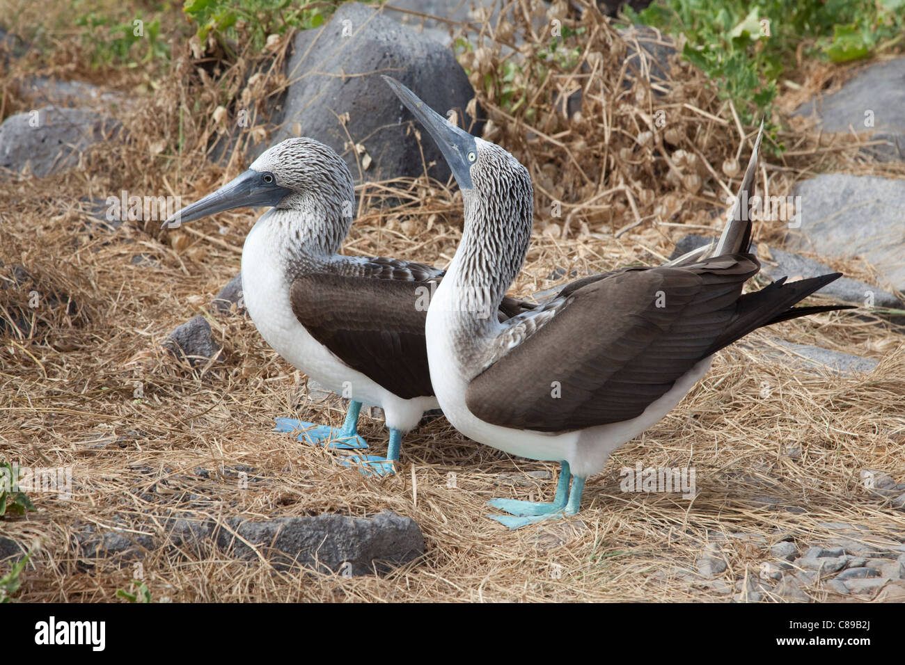 Blue-footed Boobies (Sula nebouxii) male courting female Stock Photo