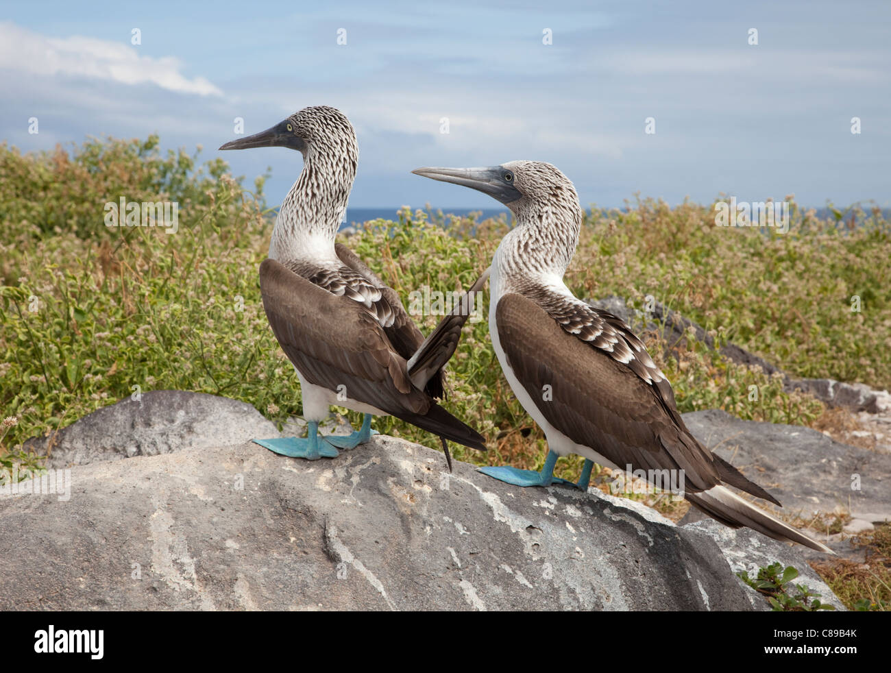 Pair of boobies hi-res stock photography and images - Alamy