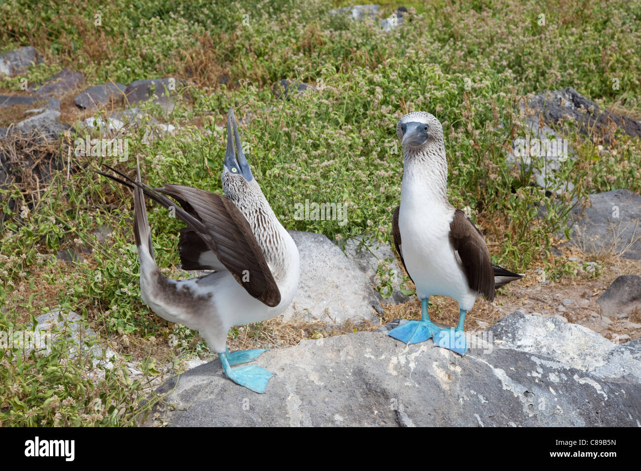 Blue-footed Booby (Sula nebouxii) male sky pointing in courtship dance for female on Espanola Island in the Galapagos Islands Stock Photo