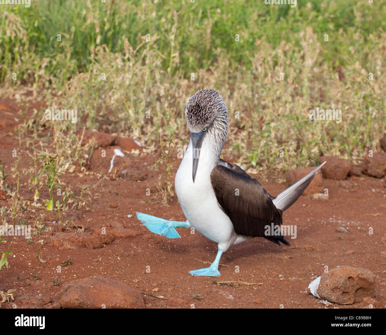 Blue-footed Booby dancing (Sula nebouxii) with one foot raised in courtship dance on North Seymour Island in the Galapagos Islands Stock Photo
