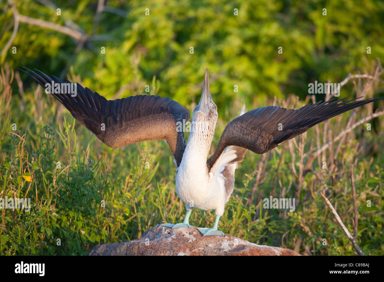 Blue-footed Booby (Sula nebouxii) sky pointing in courtship dance on North Seymour Island in the Galapagos Stock Photo