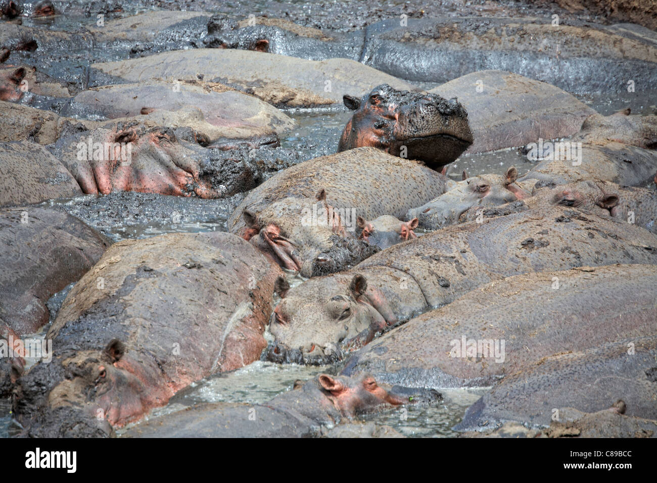 Hippo (Hippopotamus amphibius) in Katavi National Park, Tanzania, Africa Stock Photo