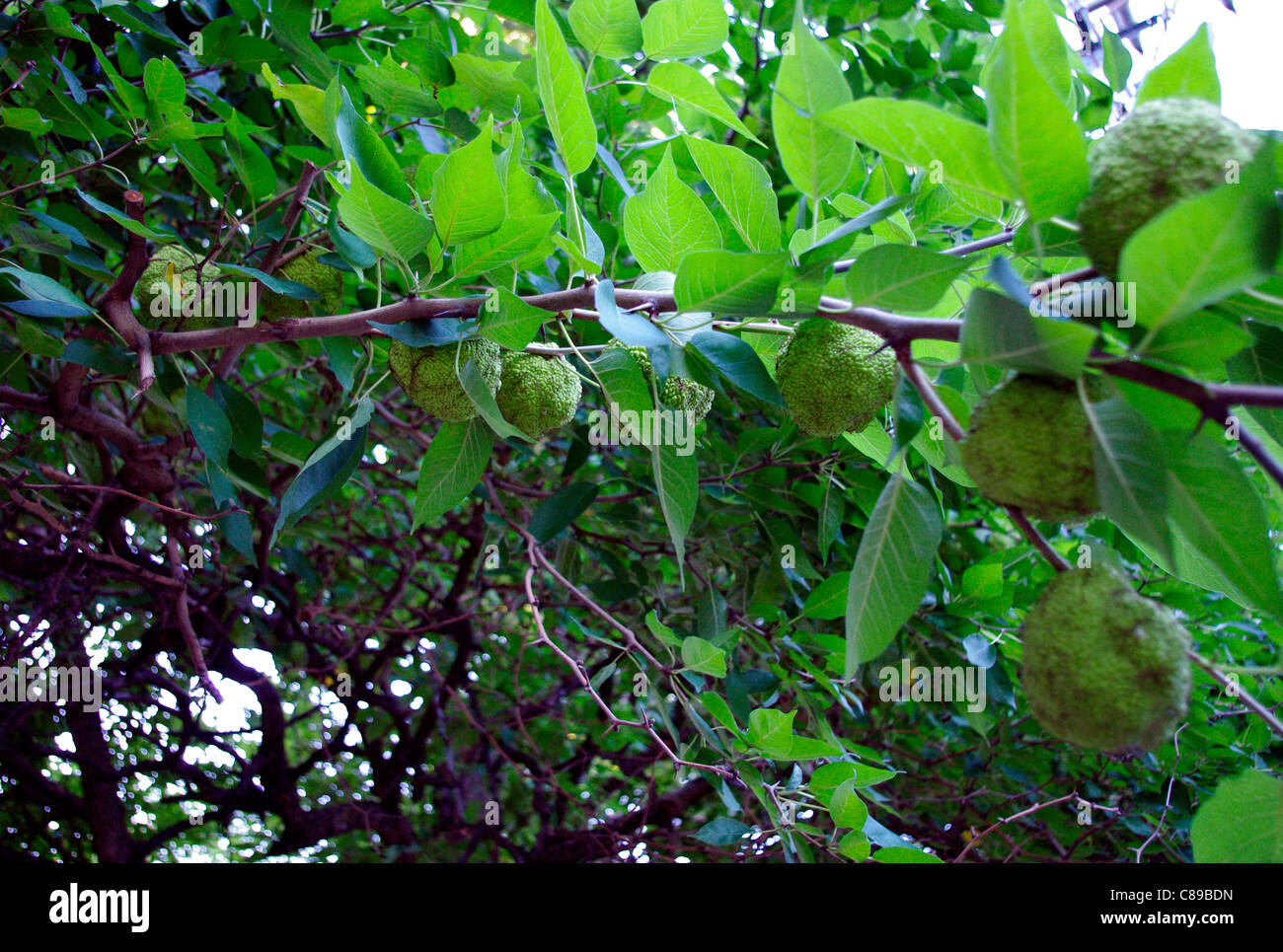 Tree branch full of Osage Orange (Maclura pomifera) Horse Apple, Hedge Apple inedible fruit soon to drop to the ground Stock Photo