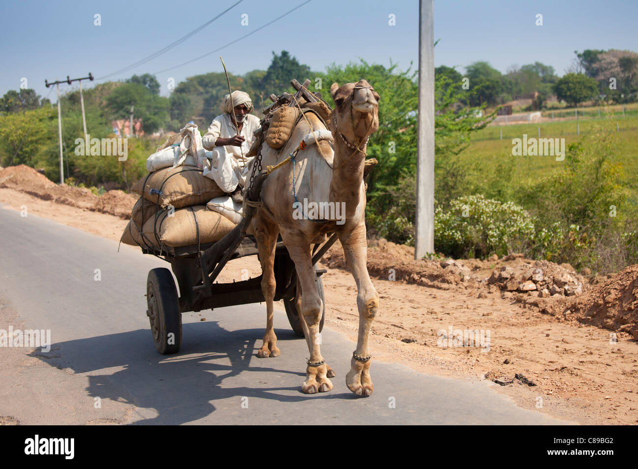 Indian man drives camel cart in Sawai Madhopur in Rajasthan, Northern India Stock Photo