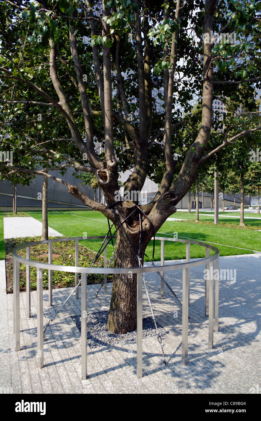 Survivor tree memorial hi-res stock photography and images - Alamy