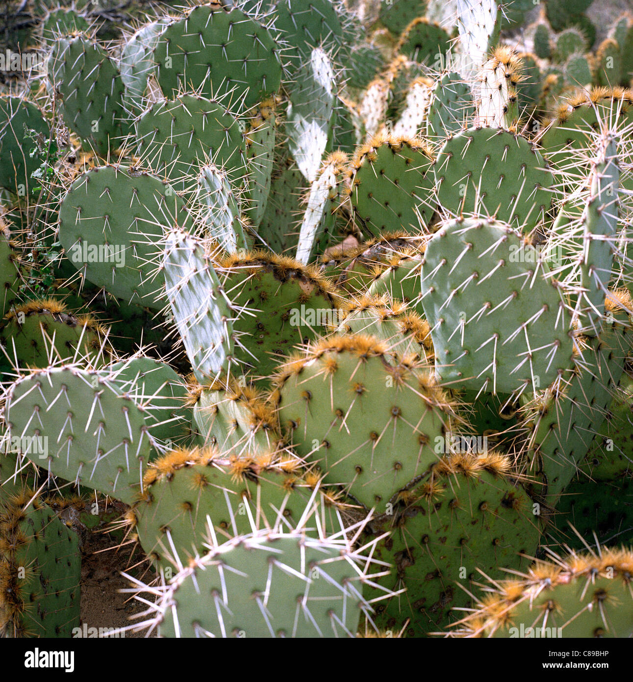 Prickly pear cactus plant (Opuntia phaeacantha) nopal nopales (Cactaceae) Stock Photo