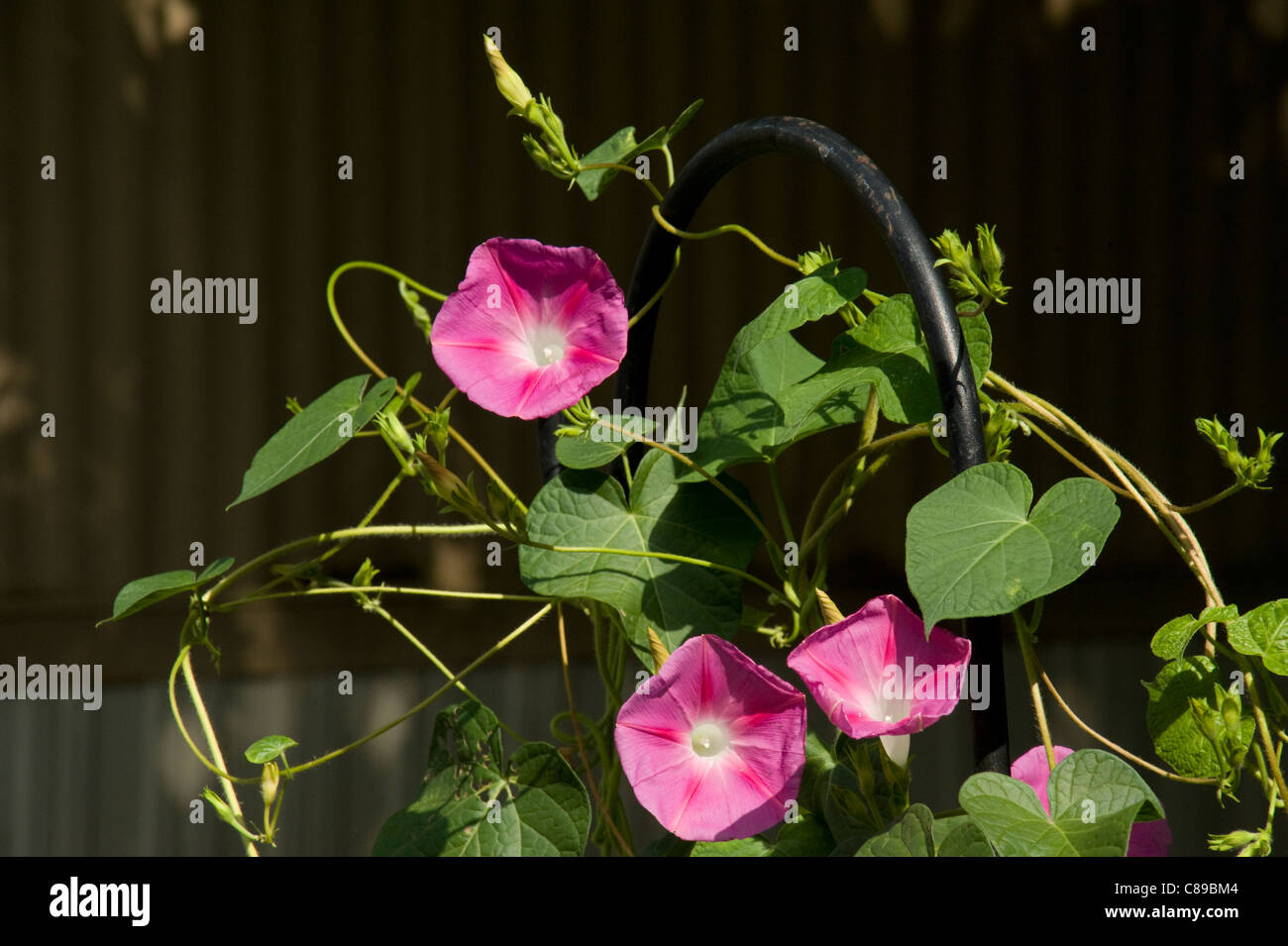 Morning glory vines reaching towards the sun Stock Photo Alamy