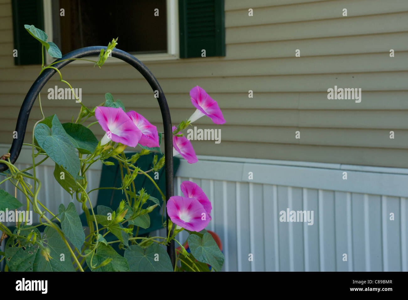 Morning glory vines reaching towards the sun Stock Photo Alamy