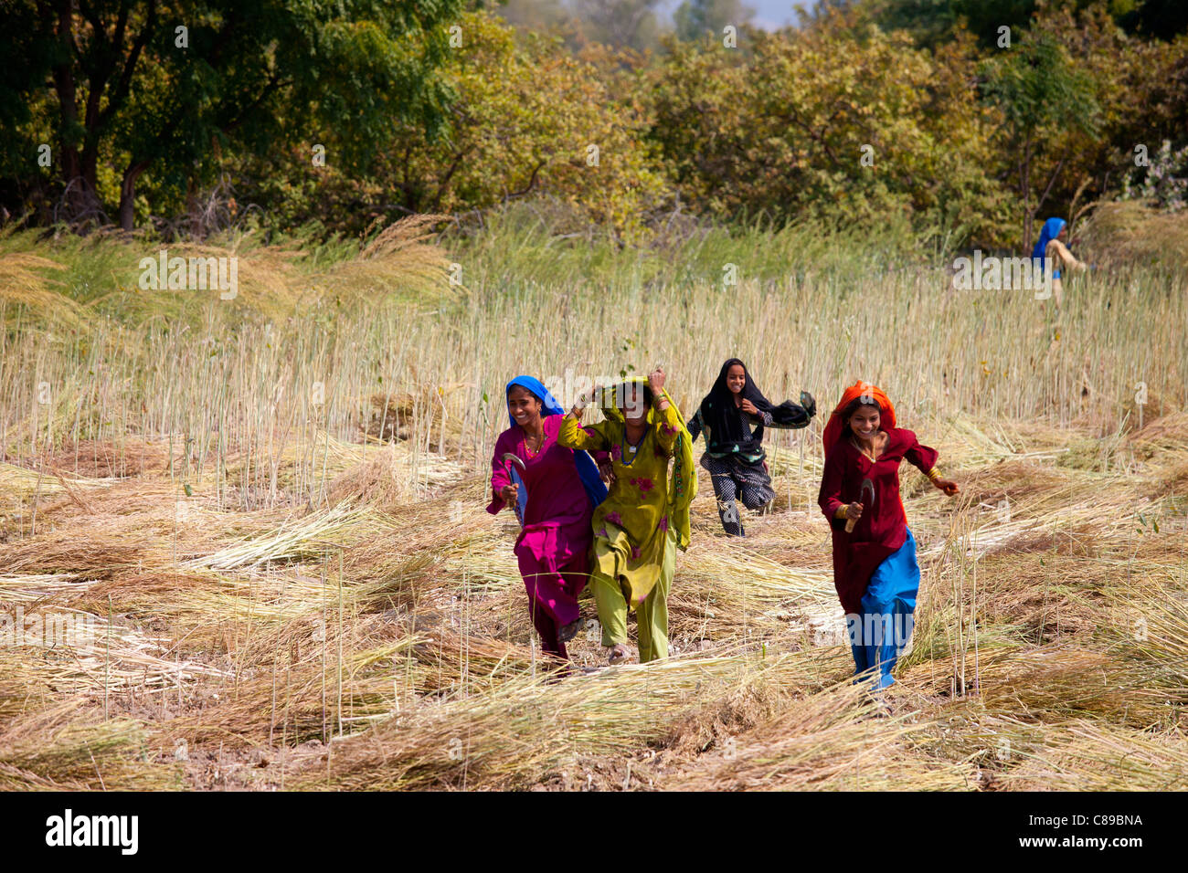 Indian women agricultural workers at farm at Sawai Madhopur near Ranthambore in Rajasthan, Northern India Stock Photo
