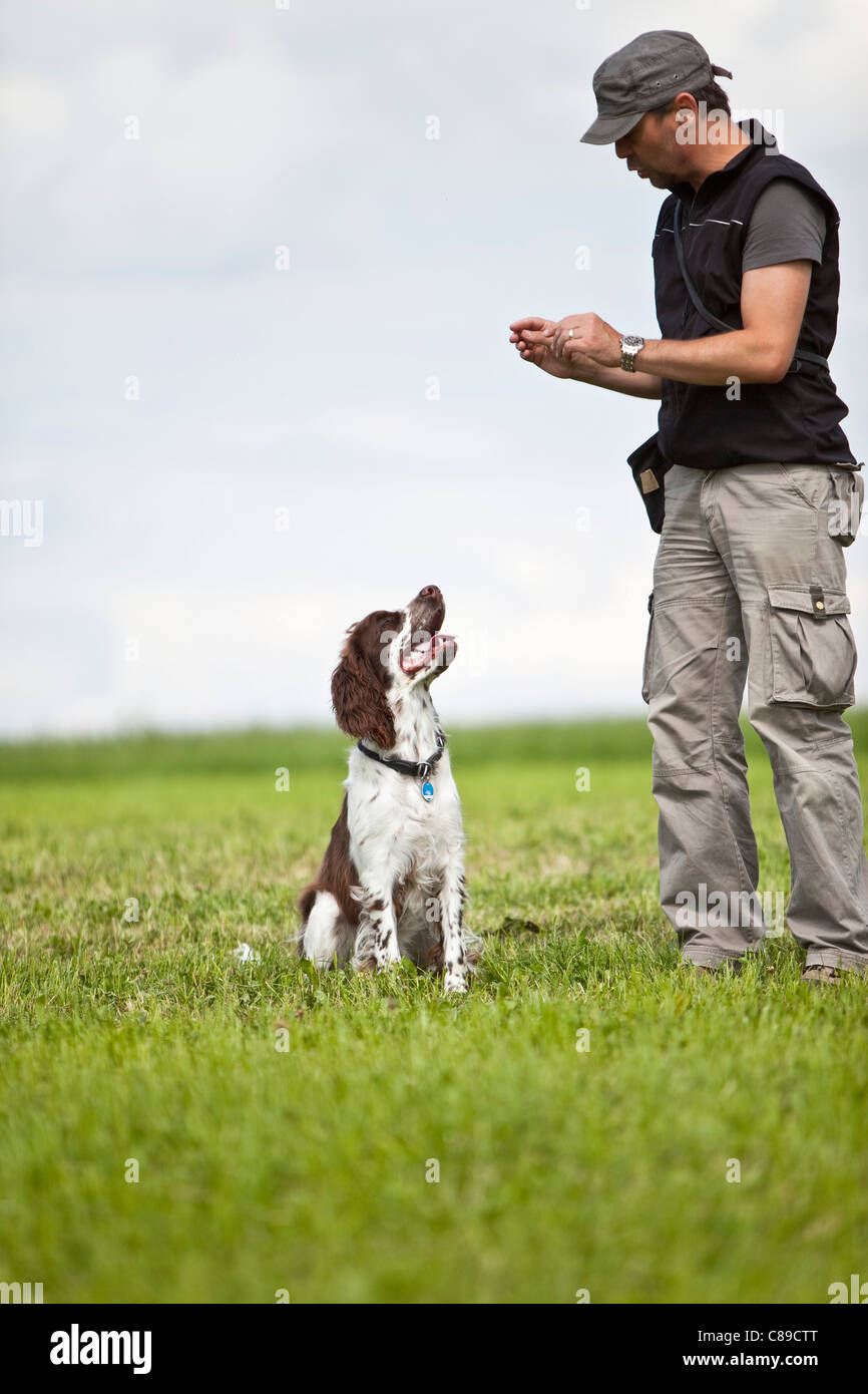 english springer spaniel training