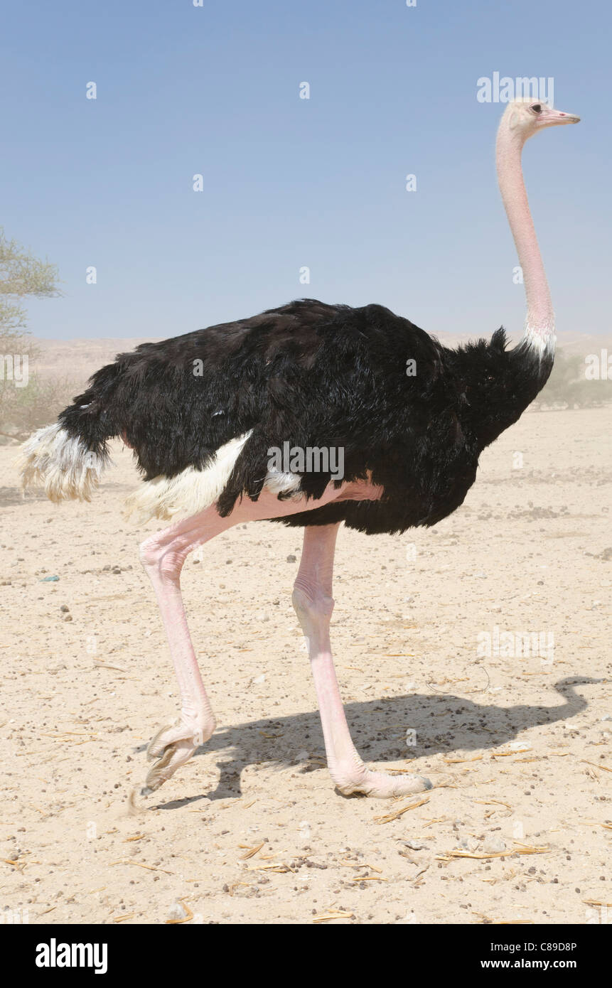 ostrich in the Hai Bar nature reserve. Yotvata. Arava Valley. Israel Stock Photo