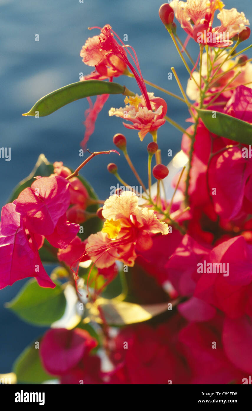 Tropical flowers sea hi-res stock photography and images - Alamy
