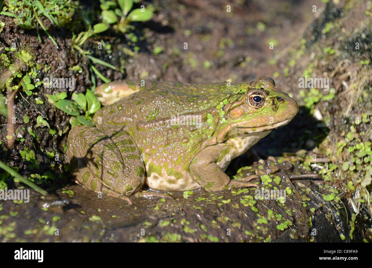 Marsh frog (rana ridibunda) Stock Photo