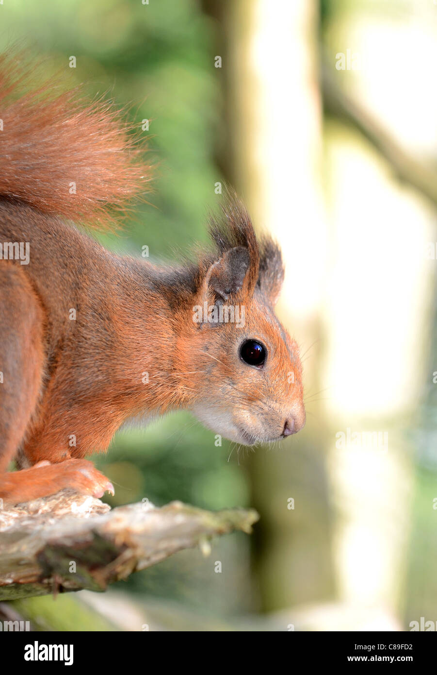 British Red Squirrel (sciurus vulgaris Stock Photo - Alamy