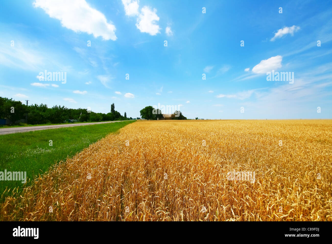 Wheat field with blue sky and clouds Stock Photo - Alamy