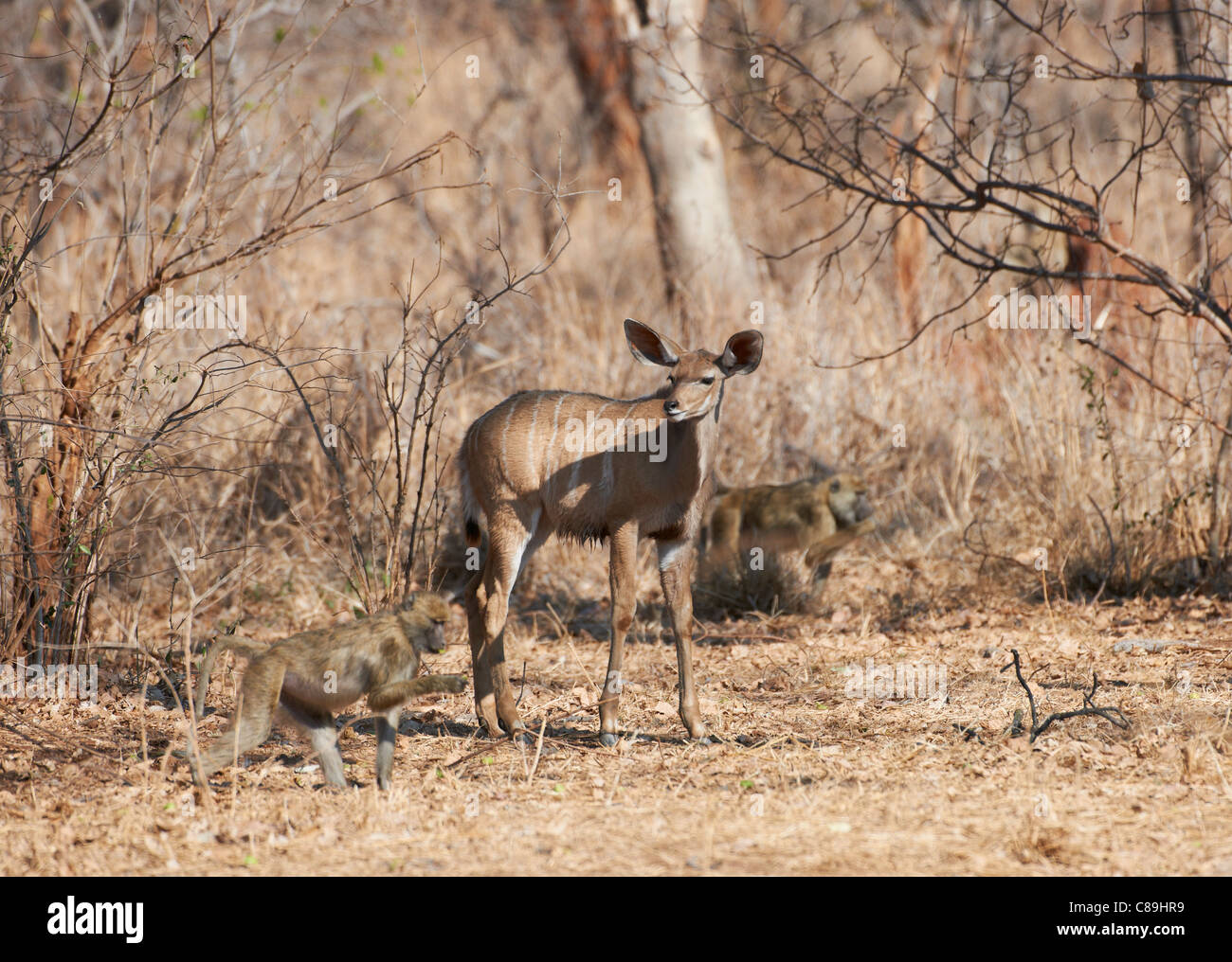 female Greater Kudu, Tragelaphus strepsiceros, Vwaza Marsh Game Reserve, Malawi, Africa Stock Photo