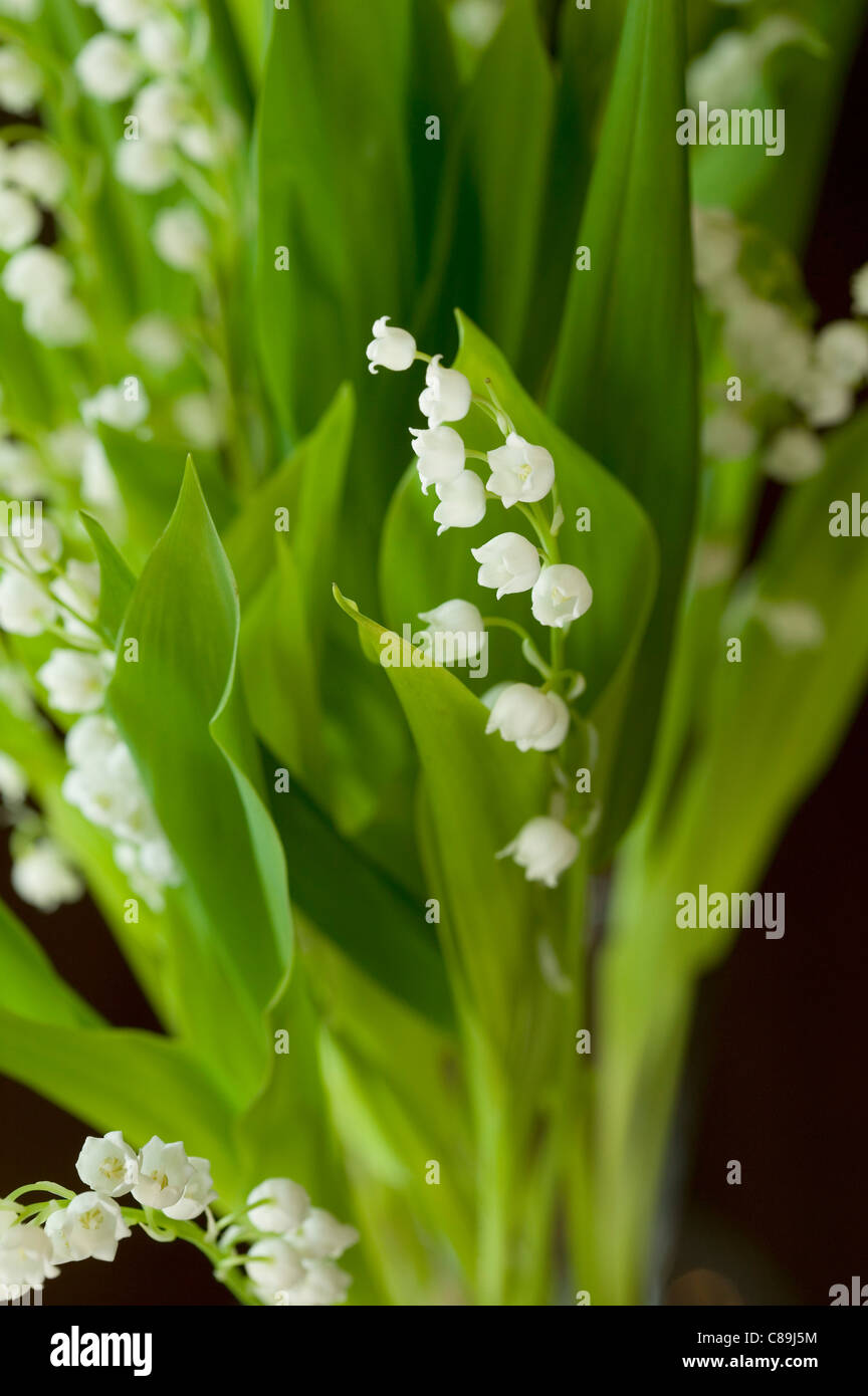 Lily Of The Valley Bunch High Resolution Stock Photography and Images ...