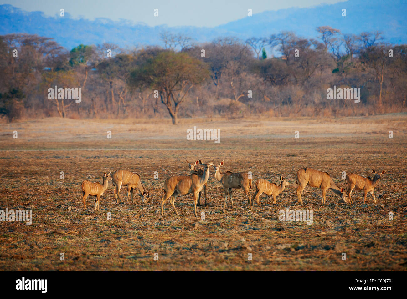 female Greater Kudu, Tragelaphus strepsiceros, Vwaza Marsh Game Reserve, Malawi, Africa Stock Photo