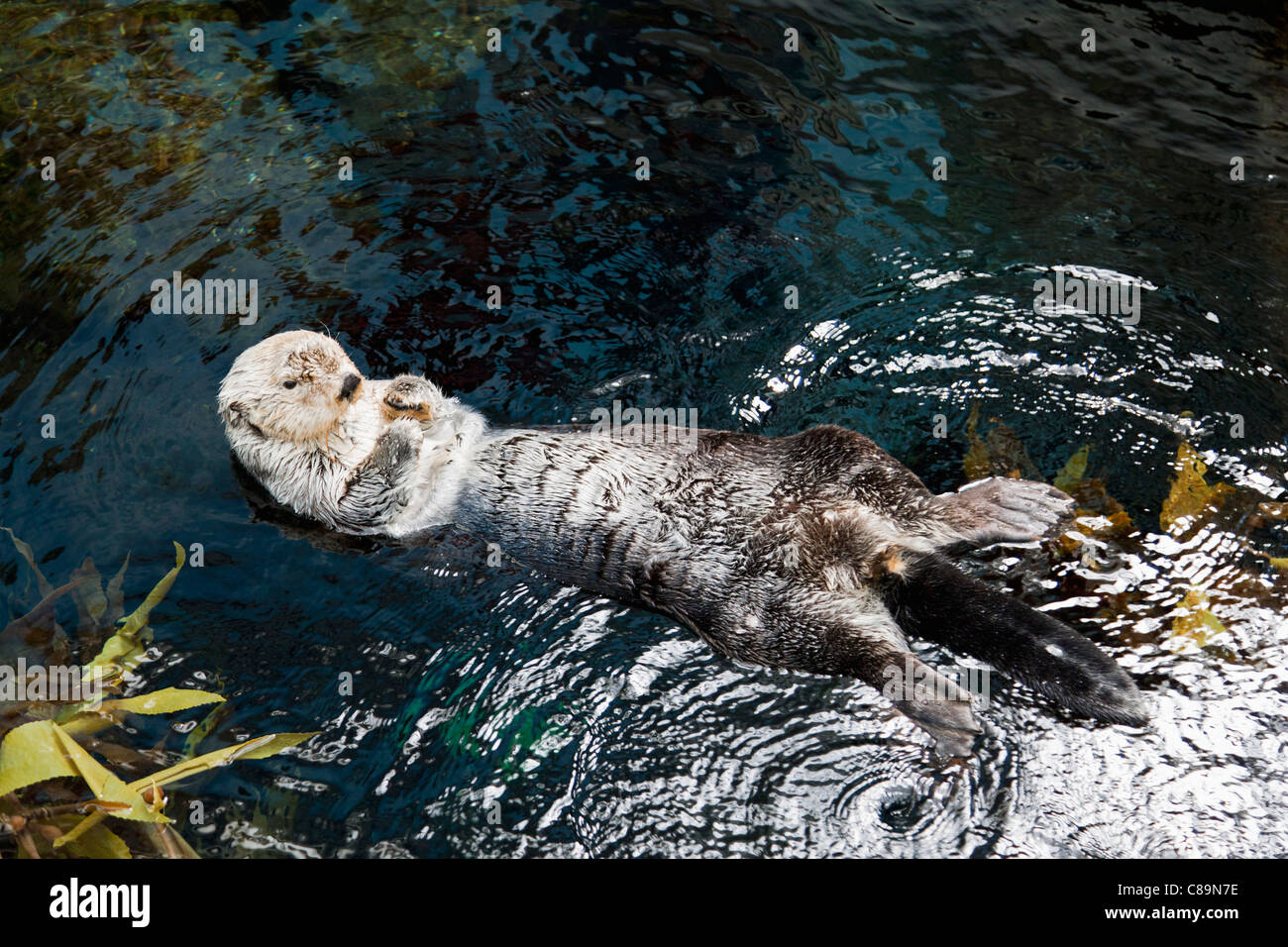 Europe, View of Sea Otter in water Stock Photo