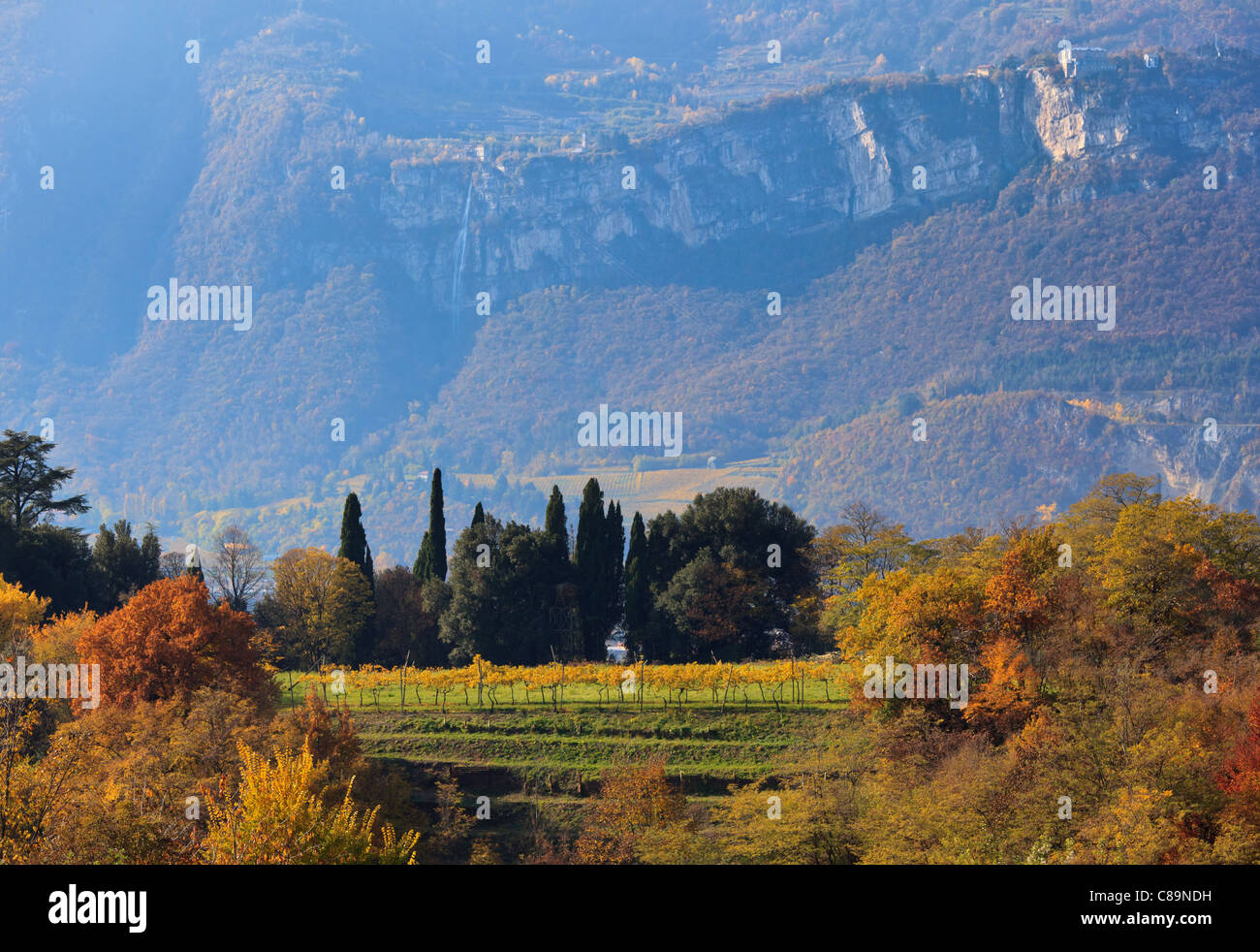 Scenic view on a small vineyard against mountain background Stock Photo