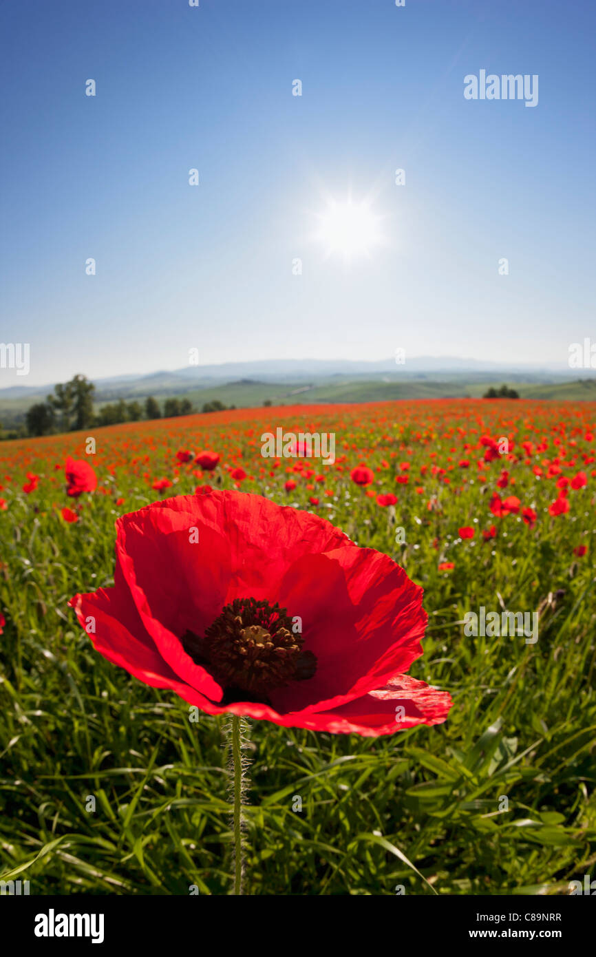 Italy, Tuscany, Crete, View of red poppy field at sunrise Stock Photo