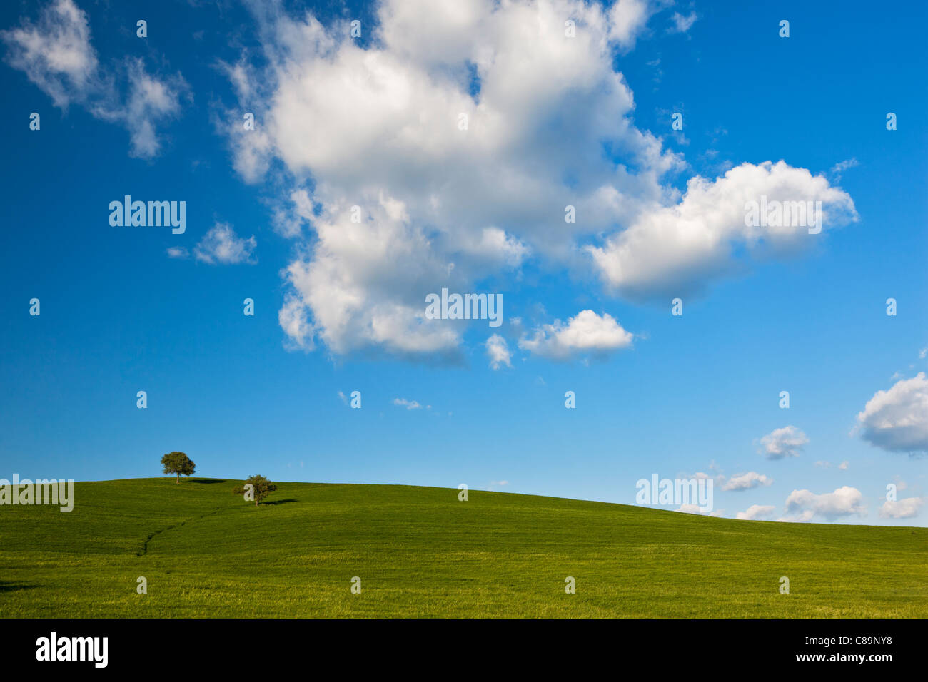 Italy, Tuscany, View of two deciduous trees in cornfield Stock Photo