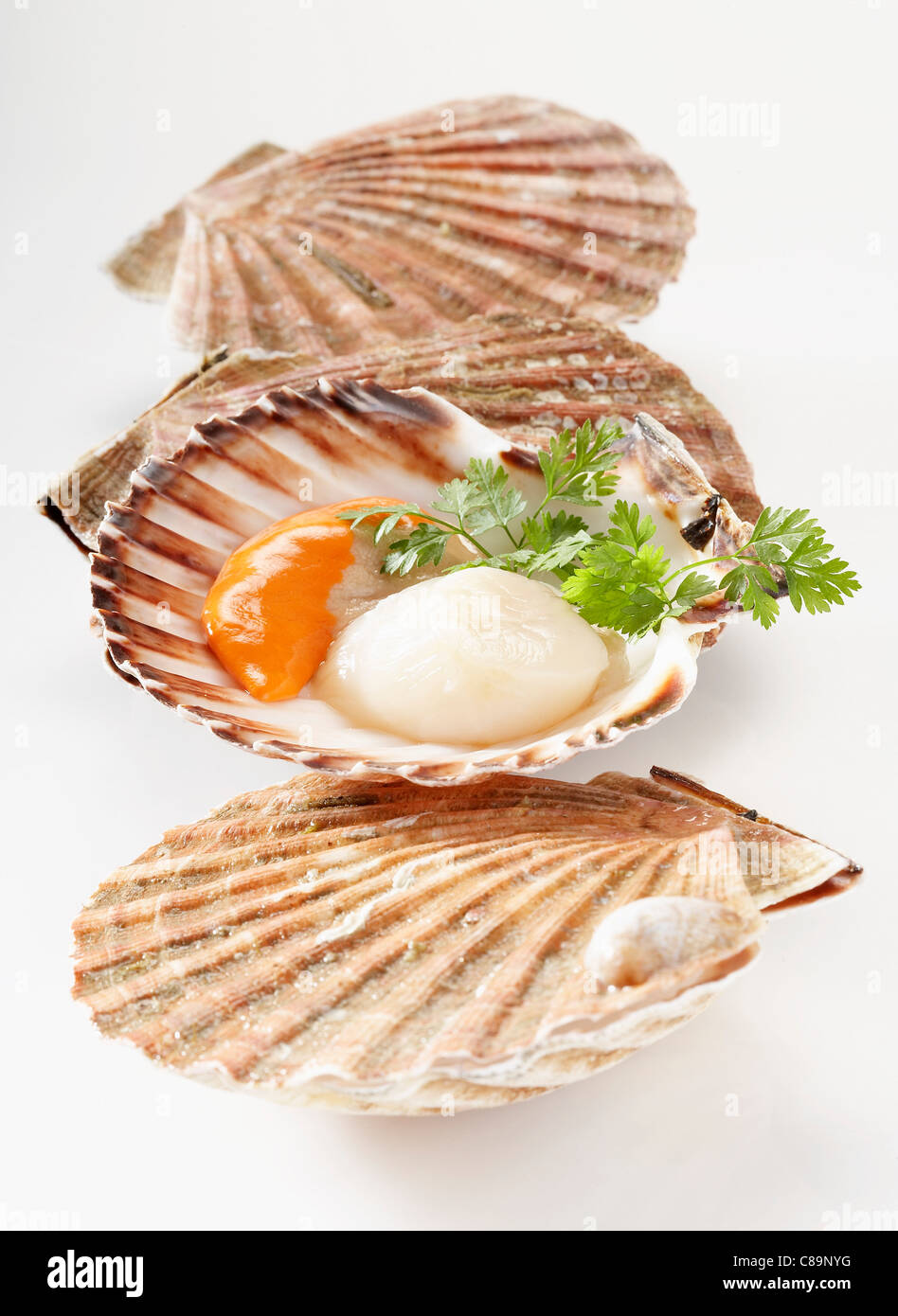 Raw scallops in their shells Stock Photo Alamy