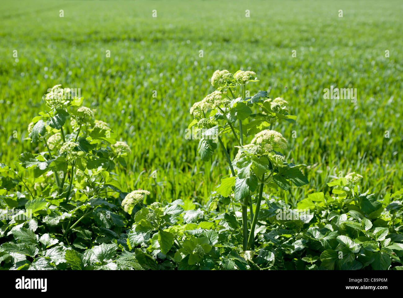Field of wildflowers hi-res stock photography and images - Alamy