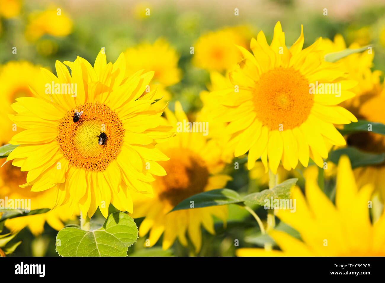 Germany, Bavaria, Bumble bees in sunflower field Stock Photo