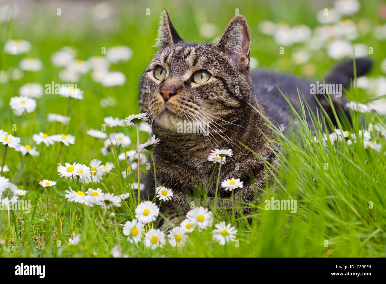 Germany, Bavaria, European Shorthair cat lying on meadow Stock Photo Alamy