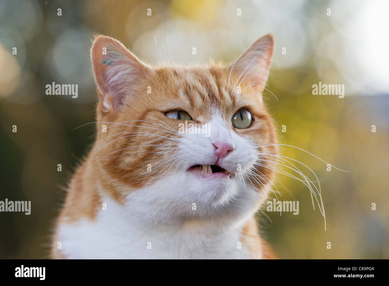 Angry Cat Face, Close Up, Looking Straight into Camera Stock Image