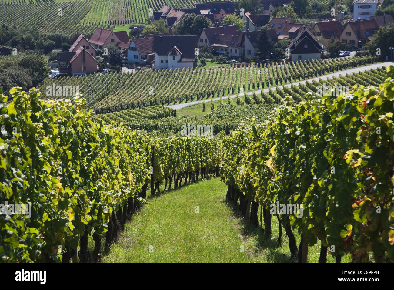 France, Alsace, Haut-Rhin, Alsatian Wine Route, Riquewihr, View of vineyard in late summer Stock Photo