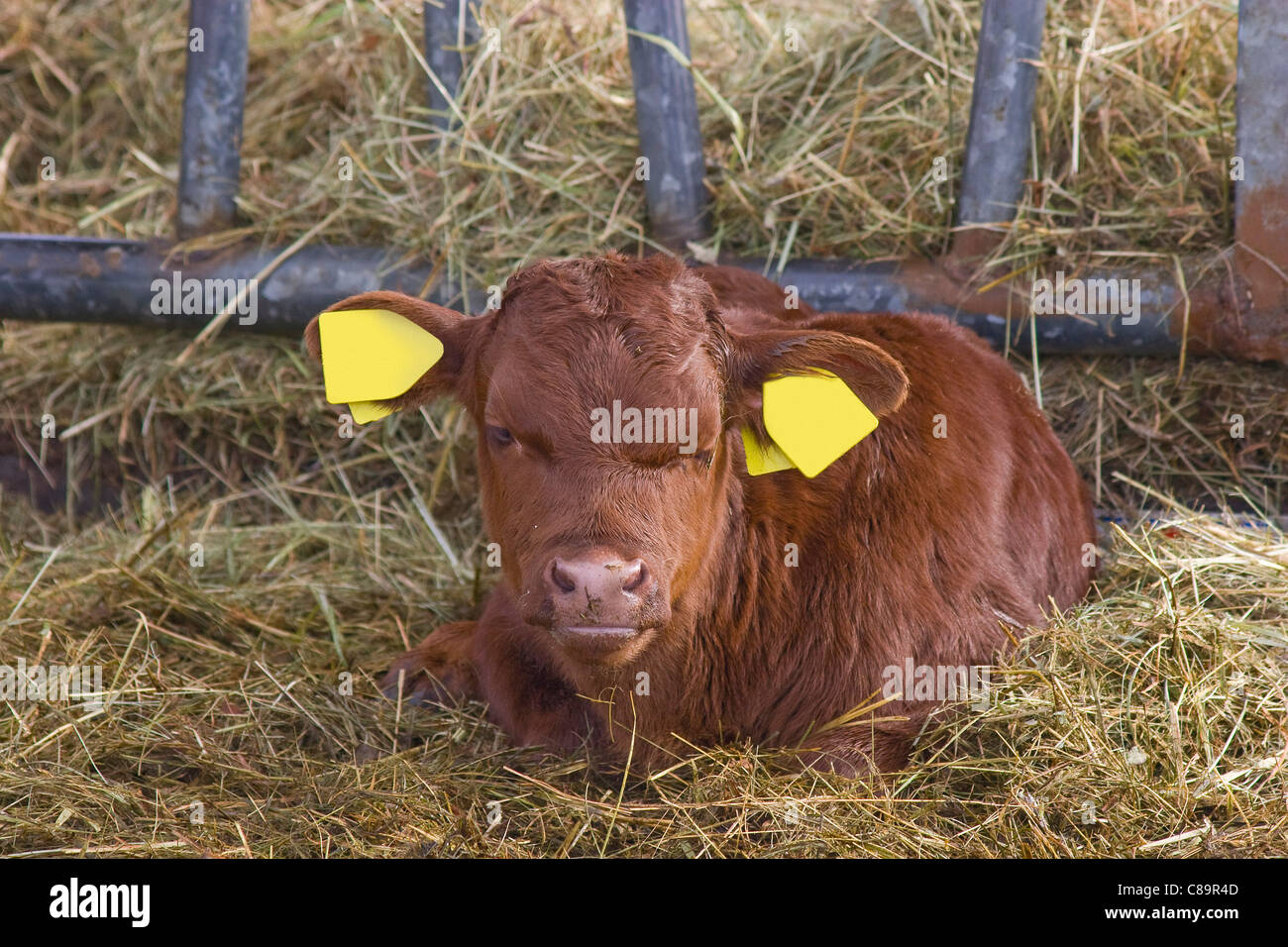 Germany, Cattle calf with labelled ears sitting on hay Stock Photo
