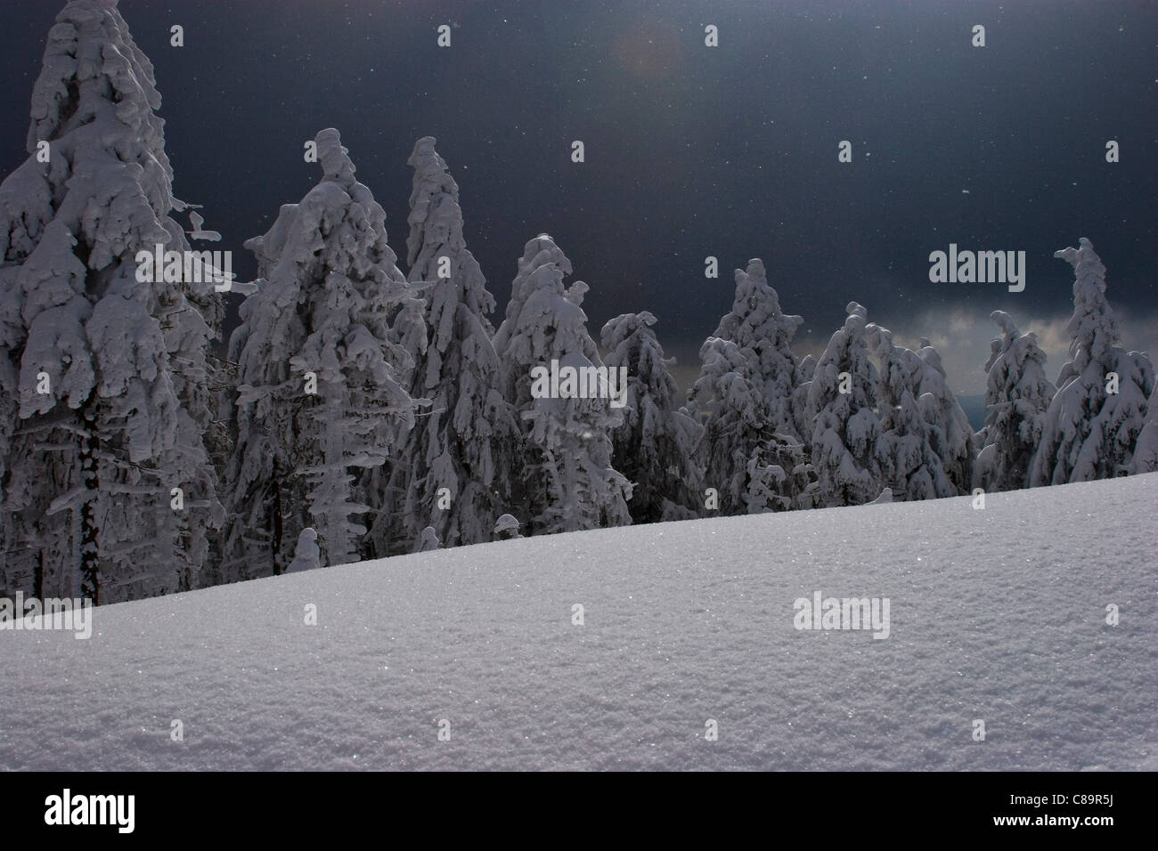 Germany, Harz, Fir forest in winter at night Stock Photo