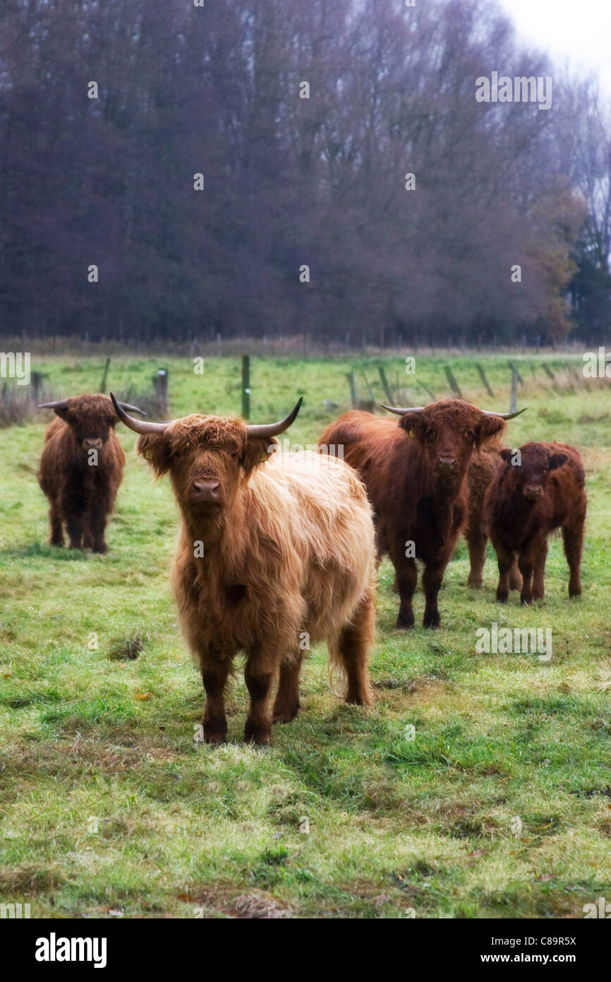 Germany, Harz, Long haired cattles on field Stock Photo