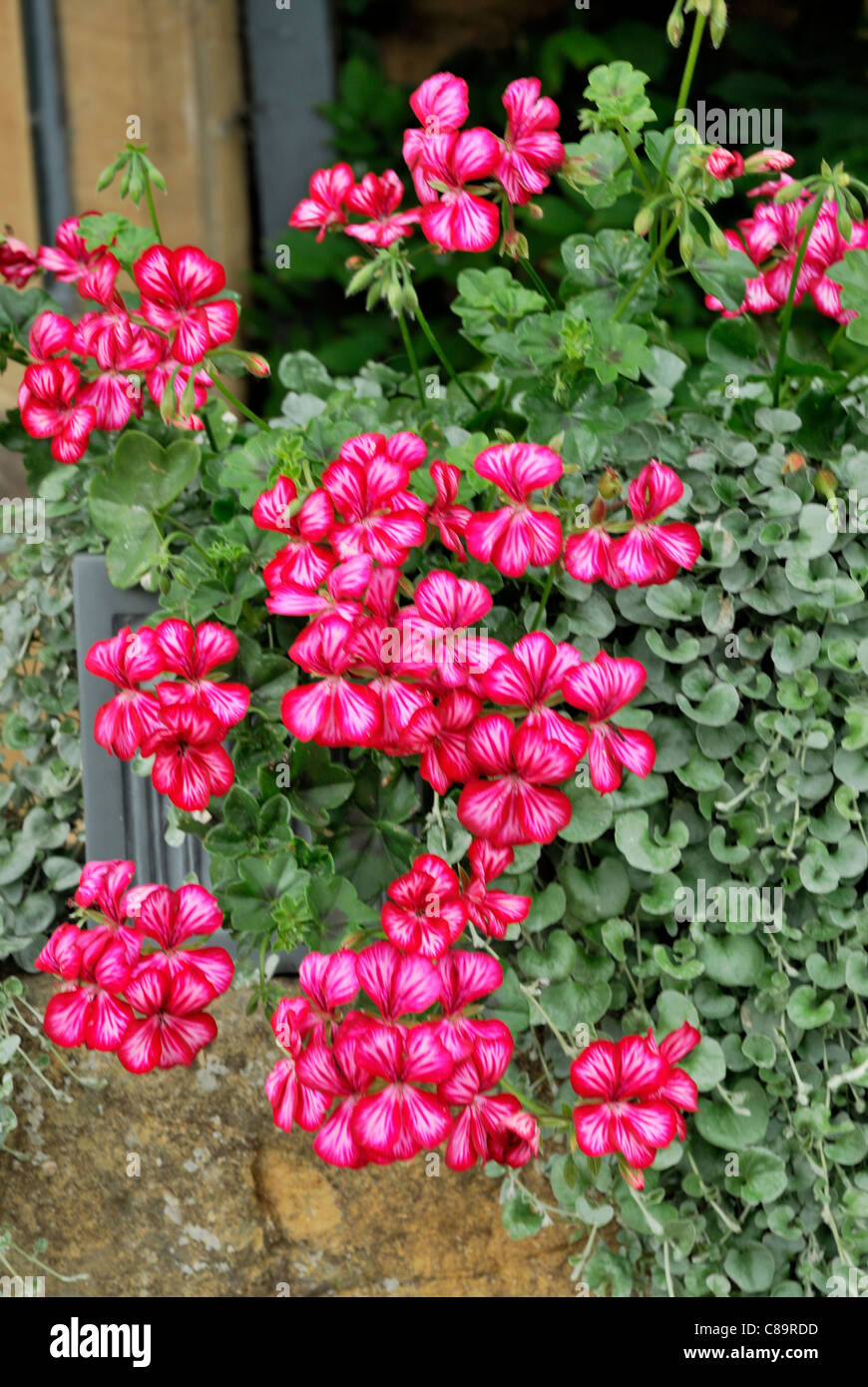 Flowers decorating Main street Broadway village Stock Photo Alamy