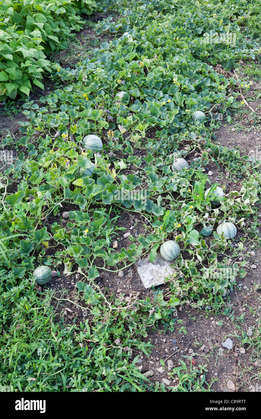 Melons growing in garden of house in southern France Stock Photo Alamy