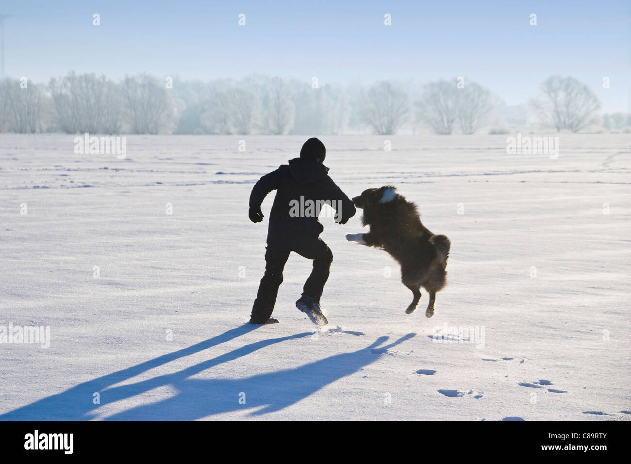 Germany, Vechelde, Boy playing with australian shepherd in snow Stock Photo