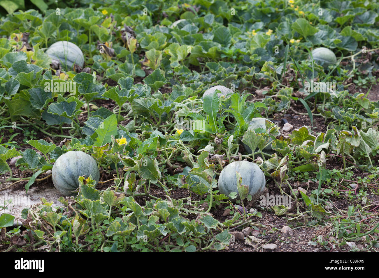 Melons growing in garden of house in southern France Stock Photo Alamy