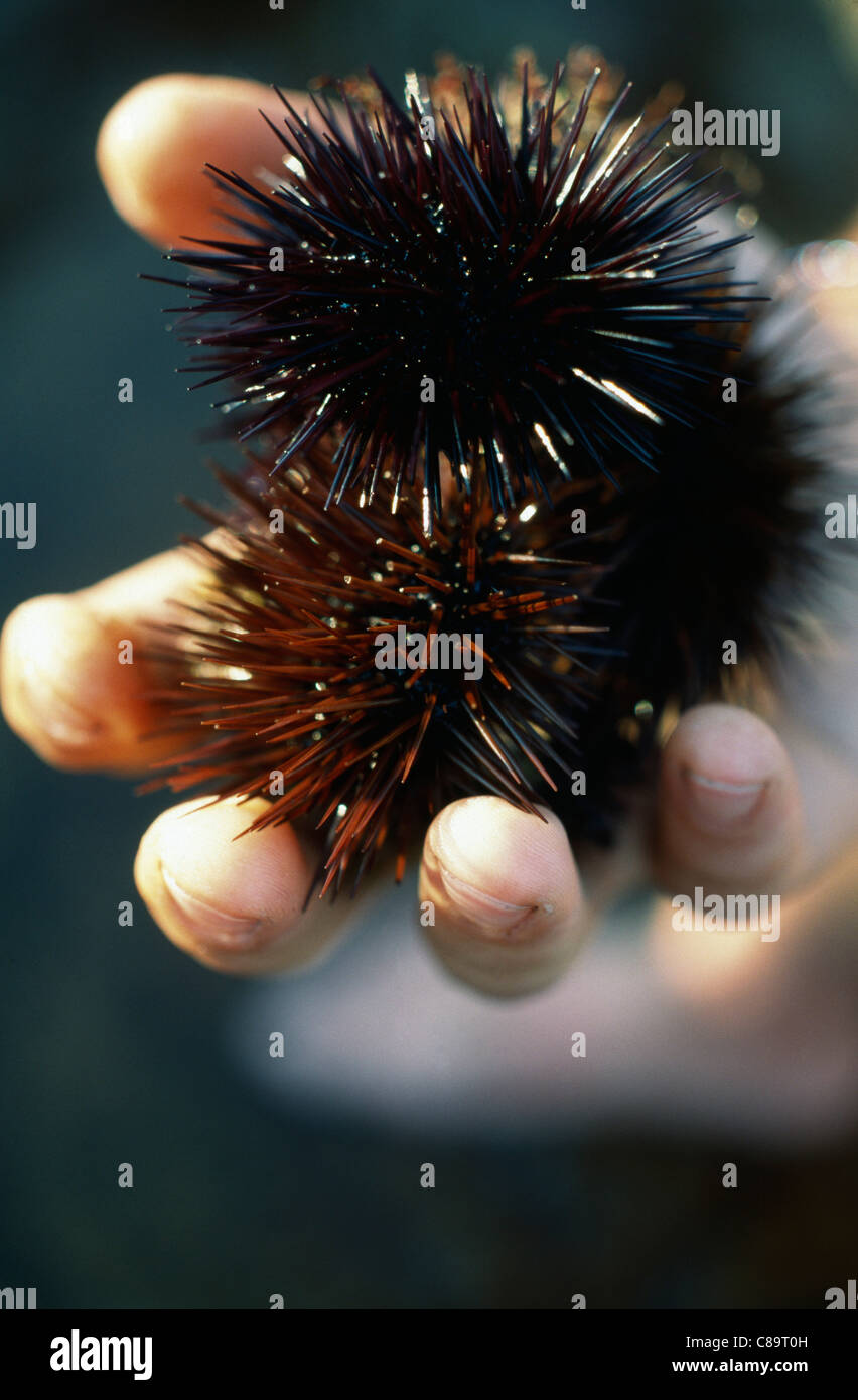 Hanful of urchins Stock Photo