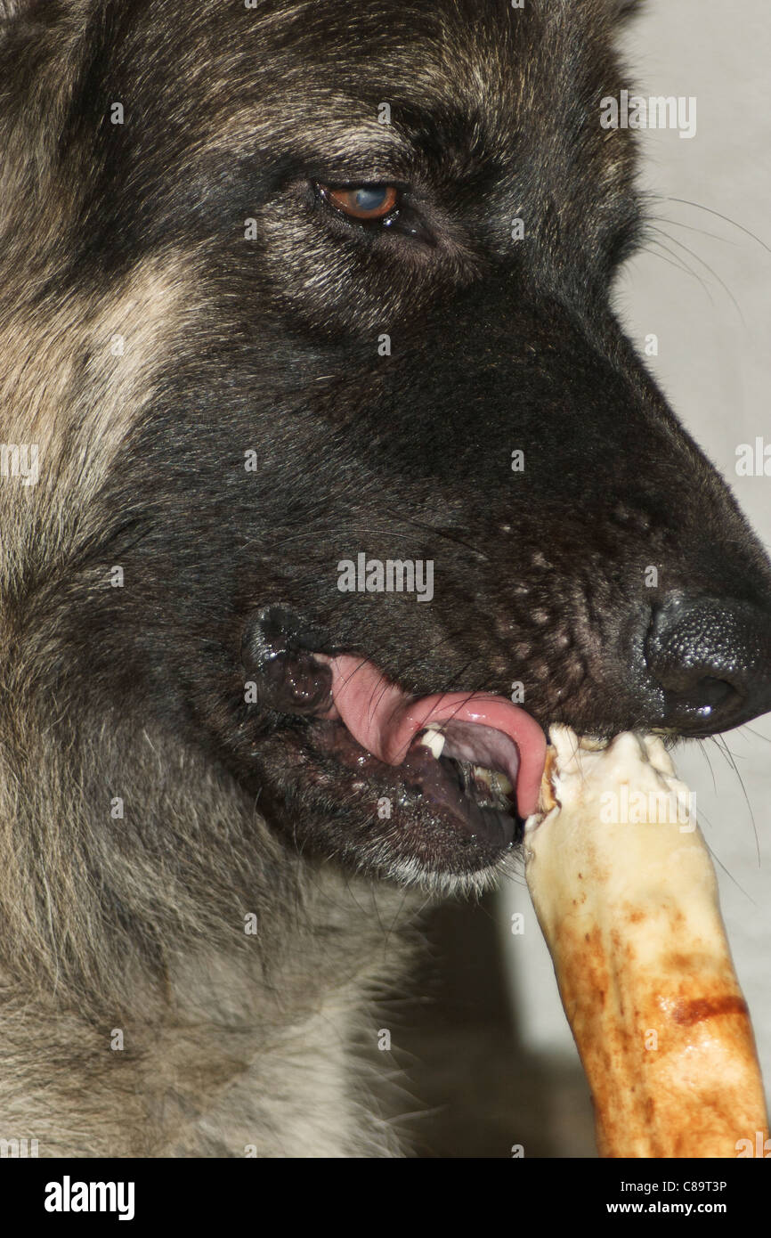Alsation dog with bone hires stock photography and images Alamy