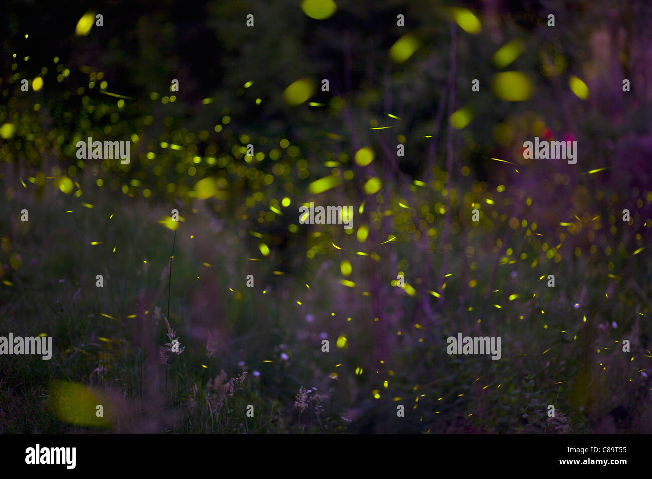 Italy, Tuscany, View of fireflies in meadow at night Stock Photo