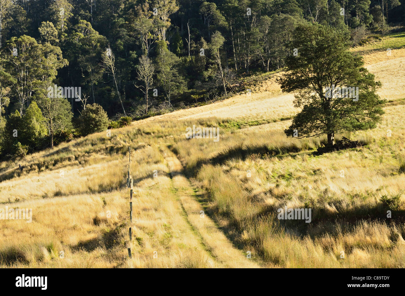 Australia, Tasmania, Upper Blessington, View of farmland Stock Photo