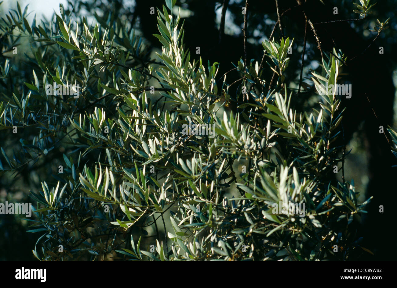 Olive branches Stock Photo