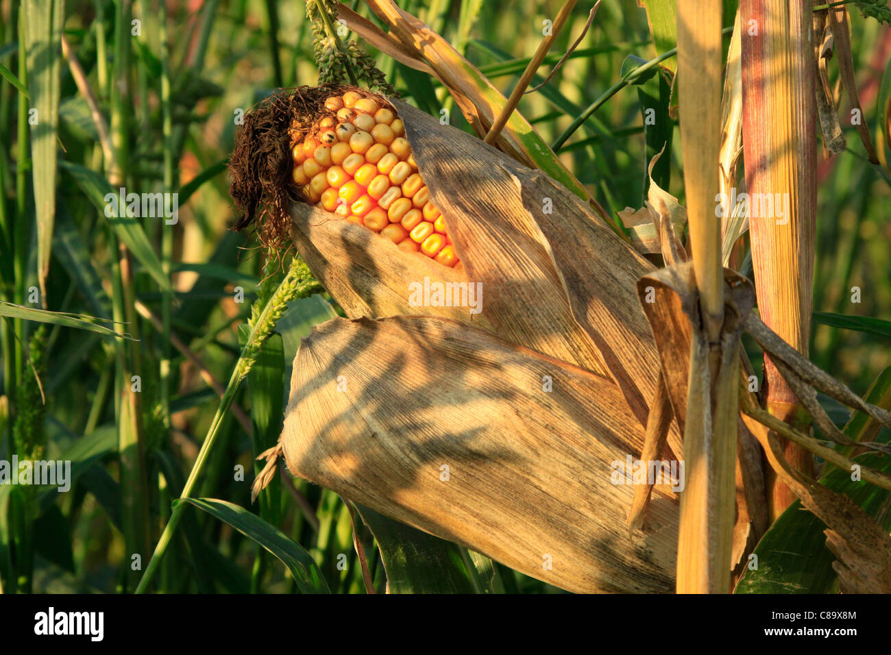 Maize Cob Stock Photo