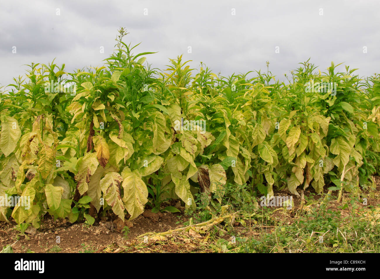 Nicotiana tabacum Tobacco plants France Stock Photo