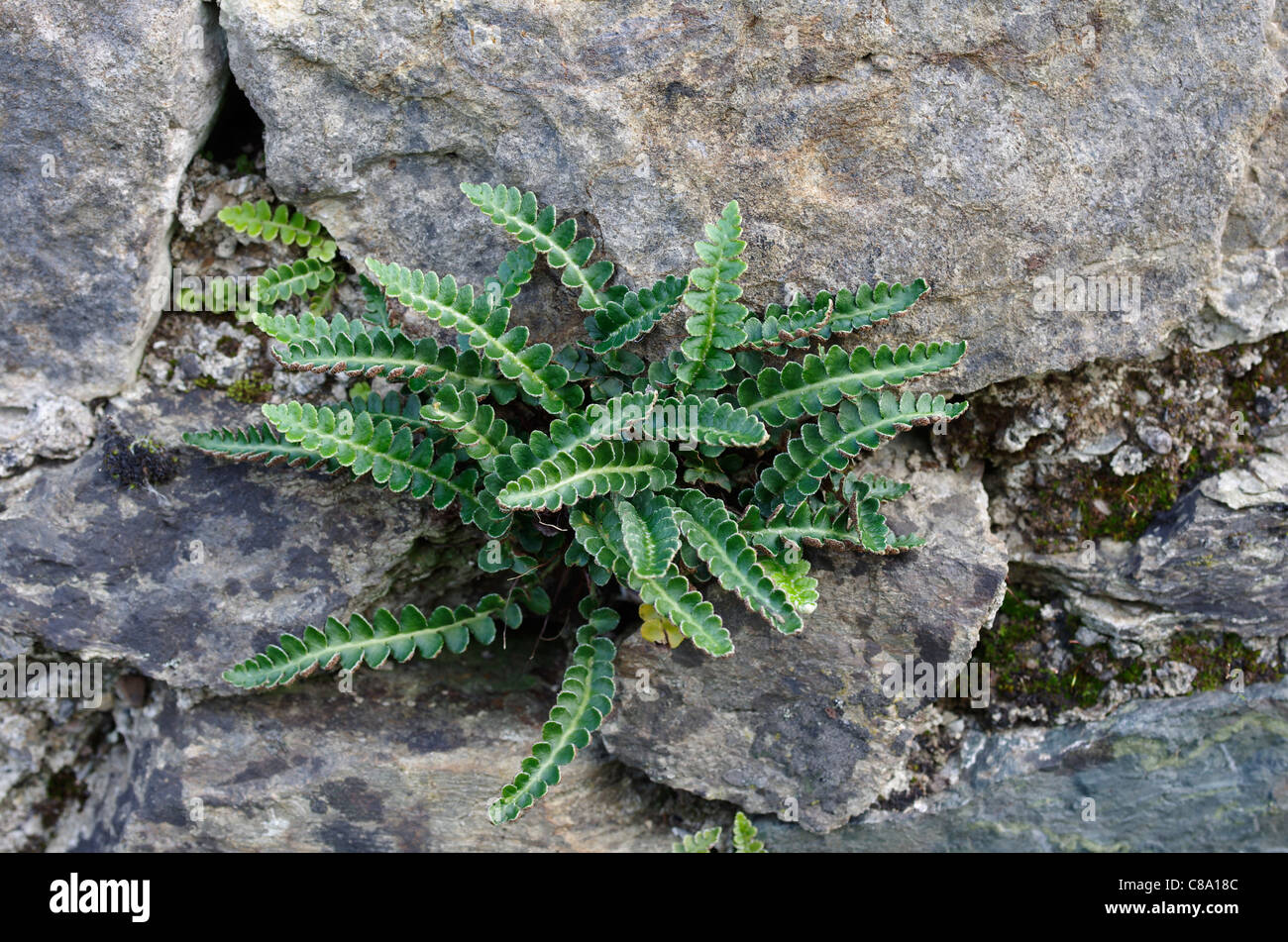 Rusty-back fern growing on the mortar between the stones of a wall. Llyn Cefni, Anglesey, Wales, UK. Stock Photo