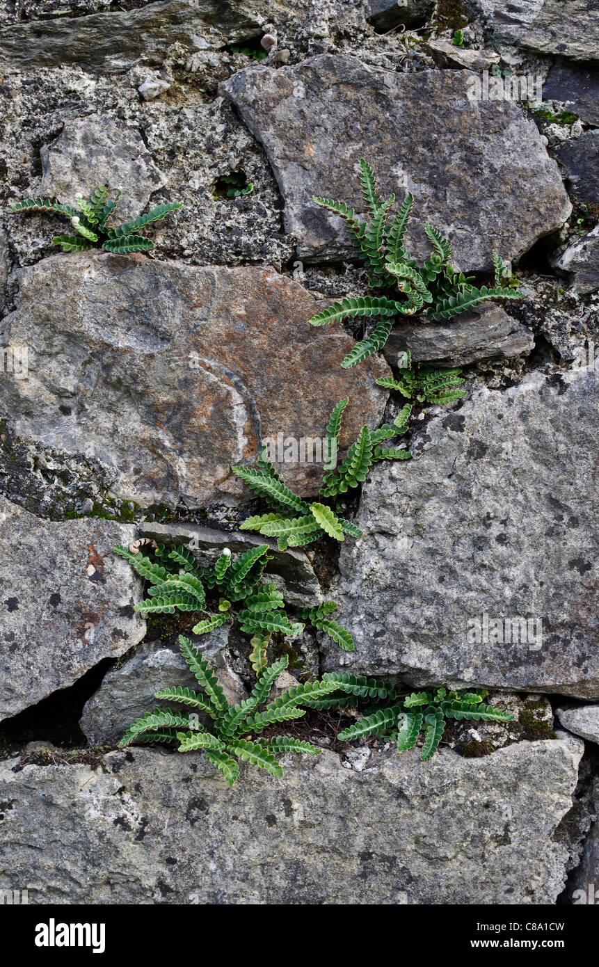 Rusty-back Fern growing on a wall with lime rich mortar. Llyn Cefni, Anglesey, Wales, UK. Stock Photo