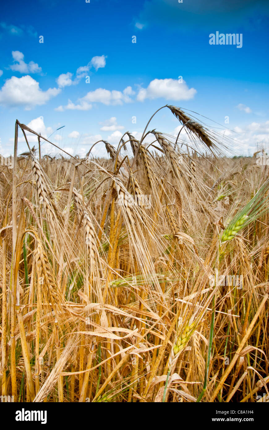 field of grain Stock Photo