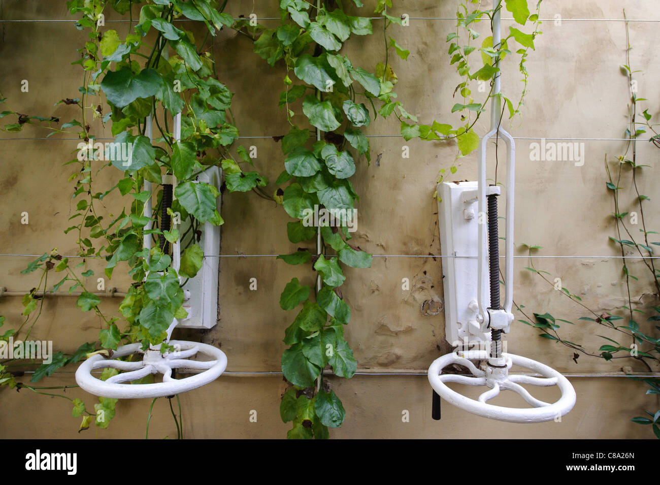 Two handwheels and screwrods to manually operate window ventilation in a large greenhouse Stock Photo